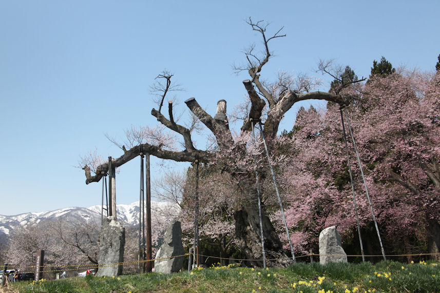 置賜さくら廻廊 釜の越桜